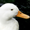 Farm Duck