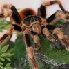 Tarantula, Red Kneed