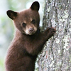 Great Smoky Mountains <br>National Park