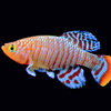 Pet Fish