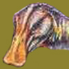 Hadrosaurus