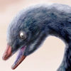 Microraptor