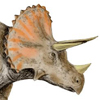Triceratops