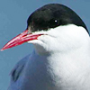Arctic Tern