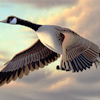Canada Goose