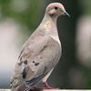 Mourning Dove