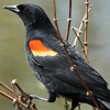Blackbird, <br>Red-winged