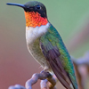Hummingbird, <br>Ruby-throated