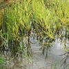 Swamp