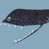 Gulper Eel