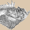 Stonefish