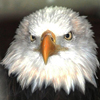 American Eagle