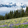 Olympic <br>National Park