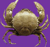 Crab