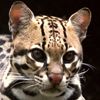 Ocelot Cat