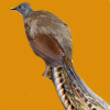 Lyrebird