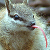 Numbat