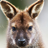 Wallaby