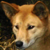 Dingo