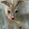 Kangaroo