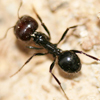 Ant