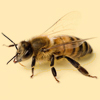 Honey Bee