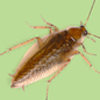 Cockroach
