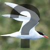  What is...bird?
