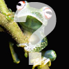  What is...amphibian?