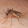 Mosquito