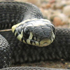 Black Mamba
