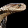 King Cobra Snake