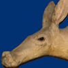 Aardvark