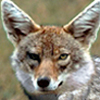 Jackal