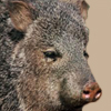 Javelina<br>Collared Peccary