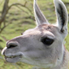 Llama