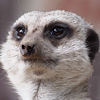 Meerkat