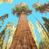 Sequoia <br>National Park