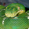 Emerald Tree Boa