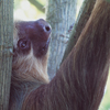 Sloth