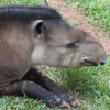 Tapir