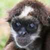 Monkey, Spider 