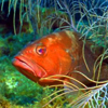Dry Tortugas <br>National Park
