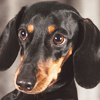 Dachshund