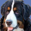 Bernese Mountain Dog