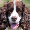 Spaniel <br>English Springer 