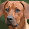 Rhodesian Ridgeback
