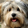 Havanese