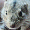 Lemming, Collared