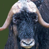 Musk Ox